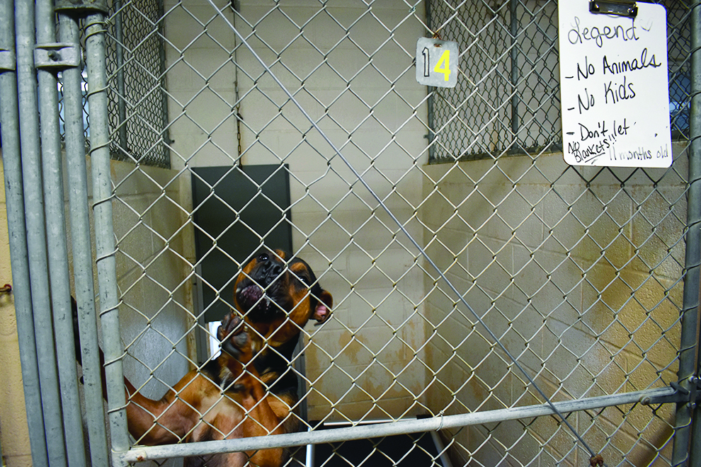 No room Clinton County SPCA filled to the brim with dogs waiting for